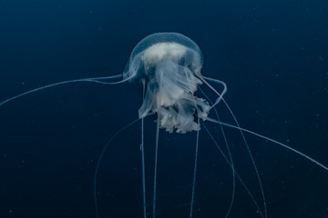 jelly fish in the Red Sea colorful and beautiful