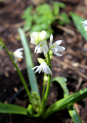 first white flower in spring in the garden