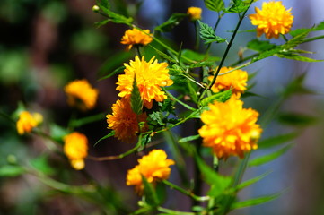 wiosenne ogrody,kwiaty symbole wiosny