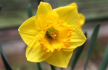 flower narcissus in the garden