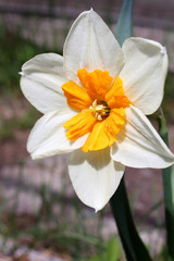 flower narcissus in the garden