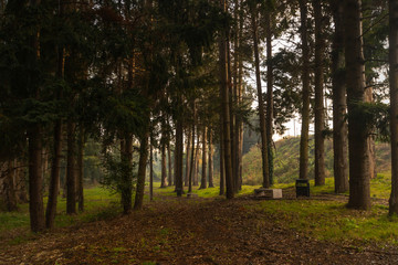 Bosque otoñales junto a abellorro