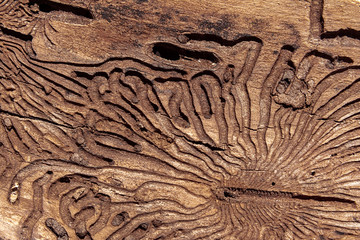 The texture of the inner surface of pine bark damaged by insect pests