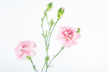 Naklejka na ściany i meble Pink carnation flower on white background