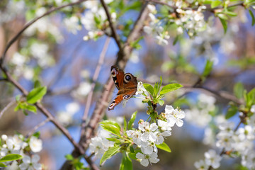 Blossoming almond tree branches, the background blurred.
