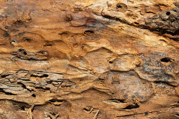 The texture of the outer surface of pine bark damaged by insect pests