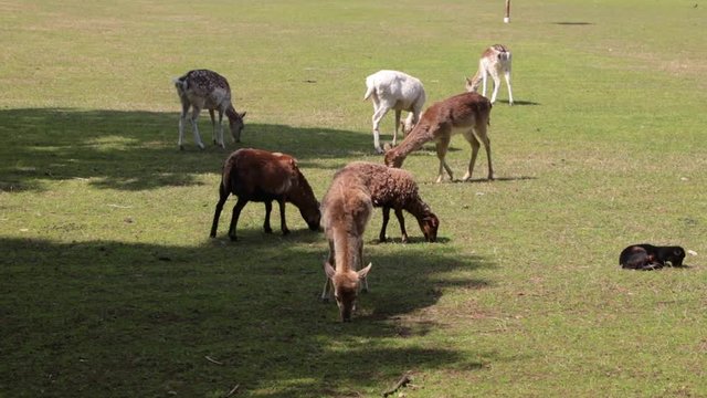 Animali della fattoria. Xome daini e capre, Farm animals such as fallow deer and goats