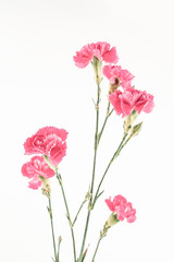 Carnation flower on white background