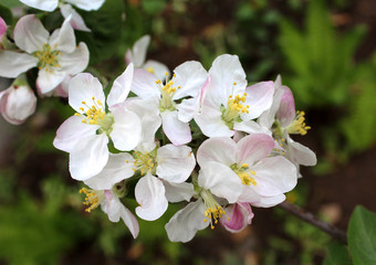 Fototapeta na wymiar flowers of apple trees in the spring in the garden