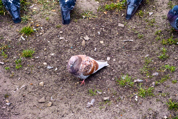 Pigeon sitting on the ground.