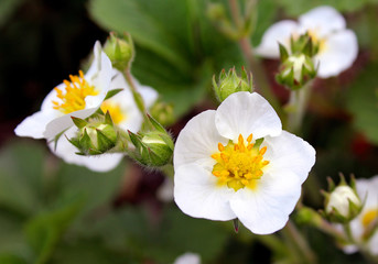 Obraz premium white strawberry flower in the garden
