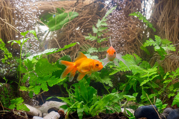 Carassius auratus goldfish nature background