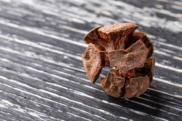 One dried cypress cone on a dark wooden background