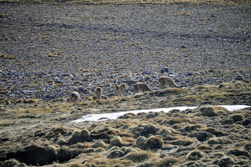 Llamas grazing at The Puna de Atacama or Atacama Plateau desert which is an arid high plateau, in the Andes of northern Chile and Argentina