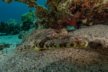 Fish swim in the Red Sea, colorful fish, Eilat Israel