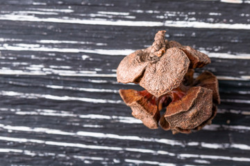 One dried cypress cone on a dark wooden background