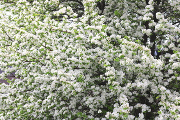 Beautiful white apple blossoms and green apple tree leaves in apple garden in good sunny weather in spring