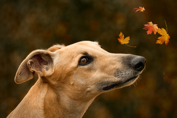 Cute brown greyhound in autumn