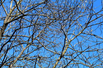 Branches of leafless tree against the blue sky. Soft focus