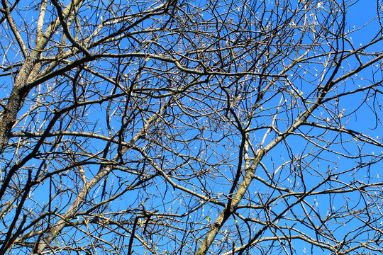 Branches of leafless tree against the blue sky. Soft focus