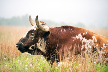 Longhorn Bull