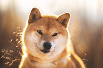 Beautiful and happy red Shiba inu dog sitting in the field at sunset