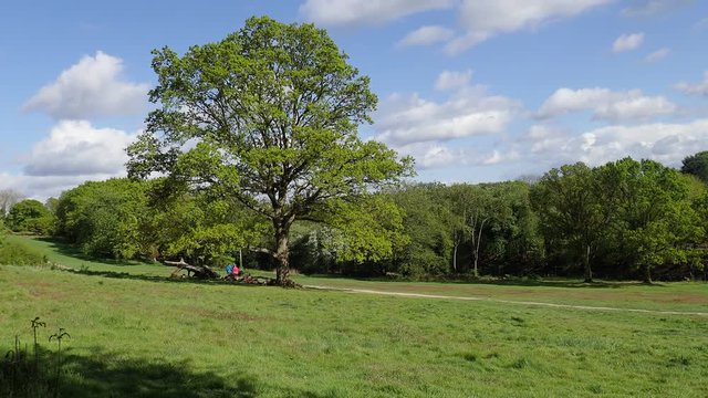 Walkers passing oak tree on Chorleywood Common, Hertfordshire