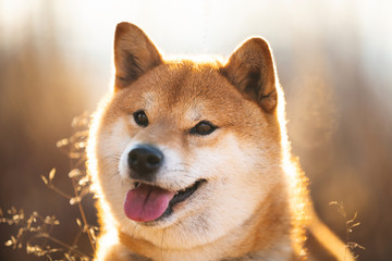Cute and happy red Shiba inu dog sitting in the field at sunset