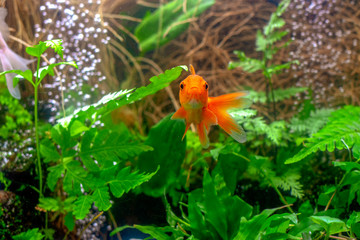 Carassius auratus goldfish nature background