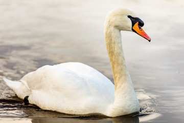 Swan in the water
