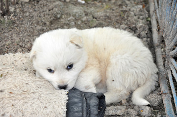 Fototapeta premium design high quality pictures garden white puppy dog ​​garden white puppy dog ​​sit on bench