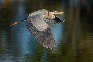 Great blue heron flies over pond