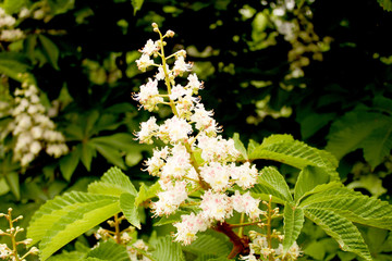 Blooming сhestnut branch.Closeup.Spring or summer background.
