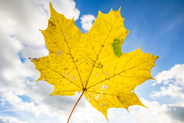 Autumn leaf flies through the air