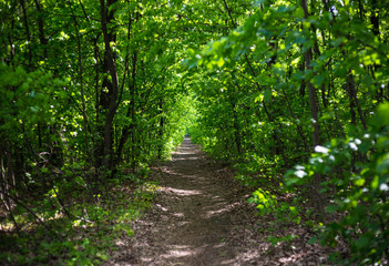 Obraz premium path in the forest