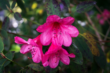 Red Flowers Detail