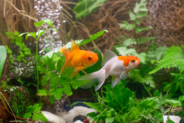 Carassius auratus goldfish nature background
