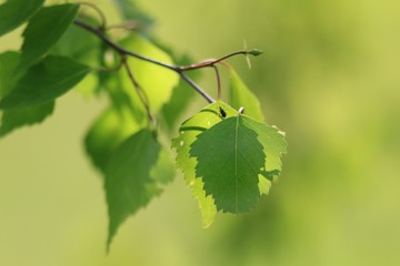 beautiful lush birch twig.