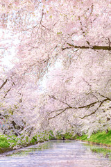 日本・弘前の花筏　満開・桜の花　