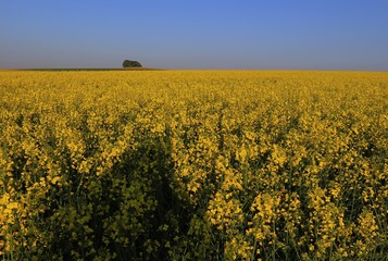 Yellow fields with blue sky in sunny day. Yellow rape field.