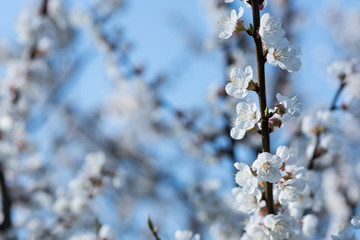 Spring flowering of garden trees. Blooming flowers on apricot twigs. Blue defocused background with empty space.
