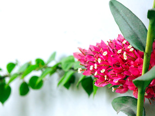 pink flower isolated on white background