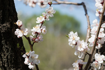 Spring flowering of garden trees. Blooming flowers on apricot twigs. Green defocused background with empty space.