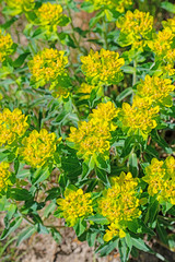 Blühende Warzen-Wolfsmilch, Euphorbia verrucosa