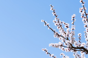 Spring flowering of garden trees. Blooming flowers on apricot twigs. Blue defocused background with empty space.