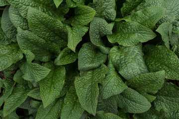 Abstract background of green leaves. Top view