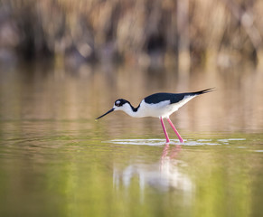 Black-winged Stilt, fishes for food in water