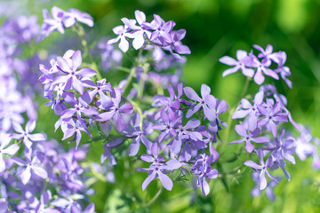 Purple phlox flowers flowering in the spring. 