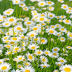 Bl&uuml;hende Margeriten, Leucanthemum