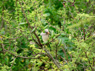 A monk parakeet (Myiopsitta monachus) eating the fruits of an espinillo tree (Vachellia caven) in Rio Ceballos, Cordoba, Argentina.